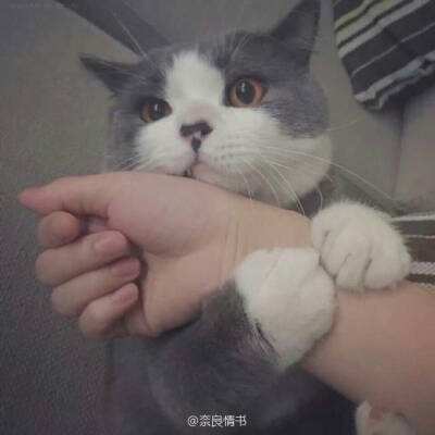 飓风战魂之热血陀螺破解版下载